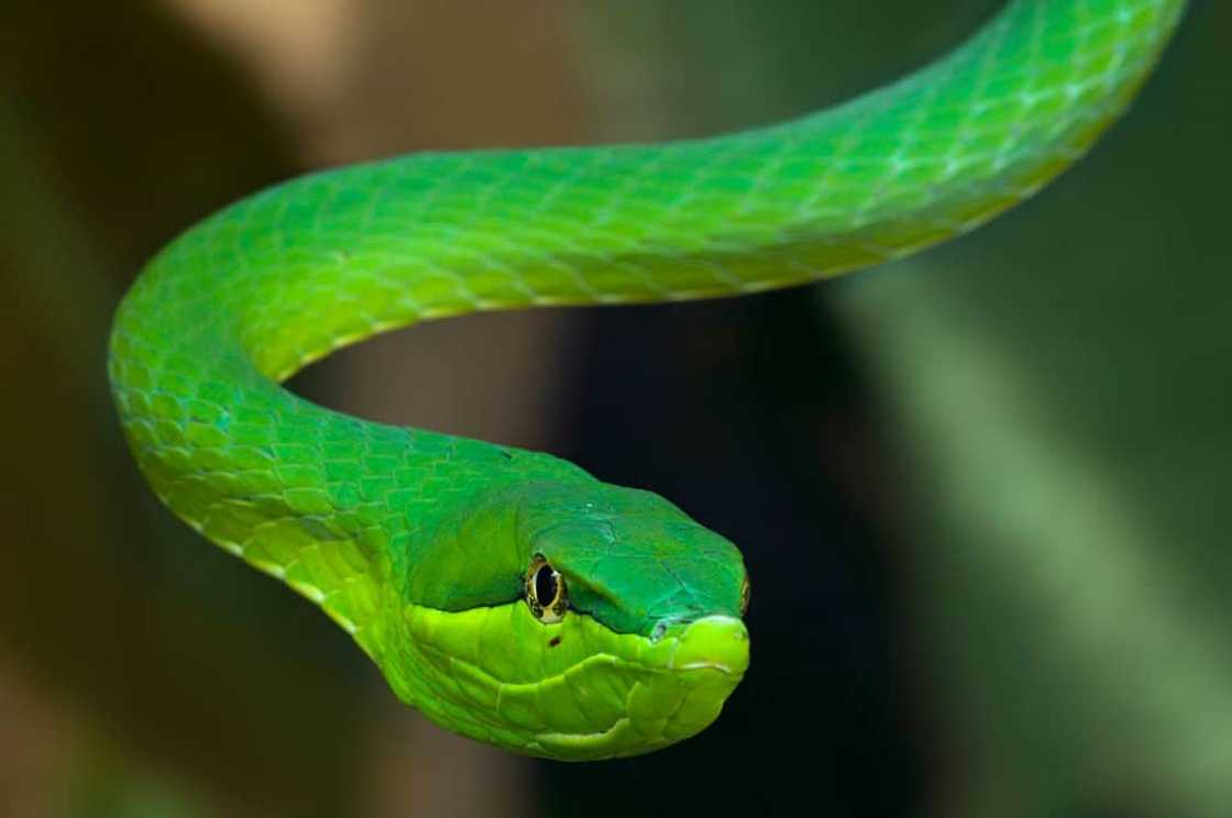 A green vine snake