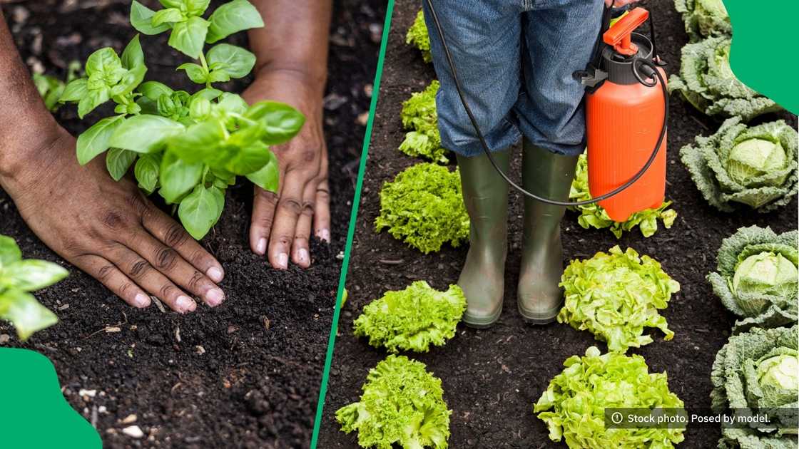 A Cape Town woman improved her health by starting backyard farming. A Cape Town woman improved her health by starting backyard farming.
