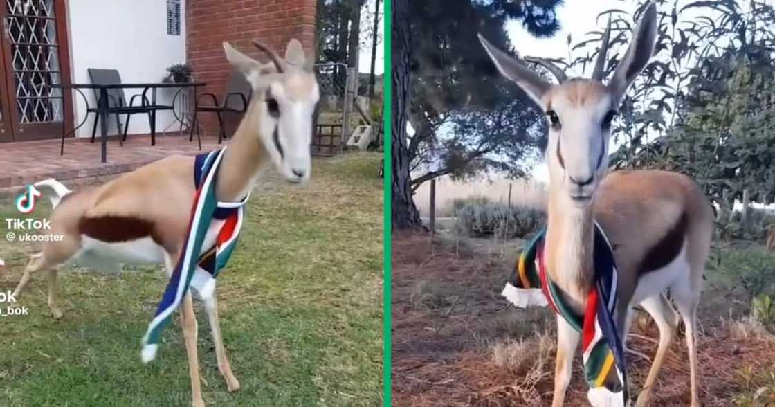 A Springbok wore the South African flag A Springbok wore the South African flag