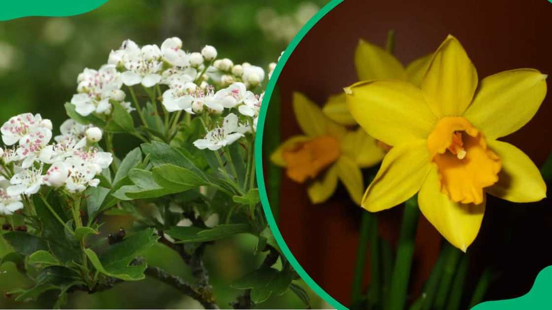 birth flower birth flower