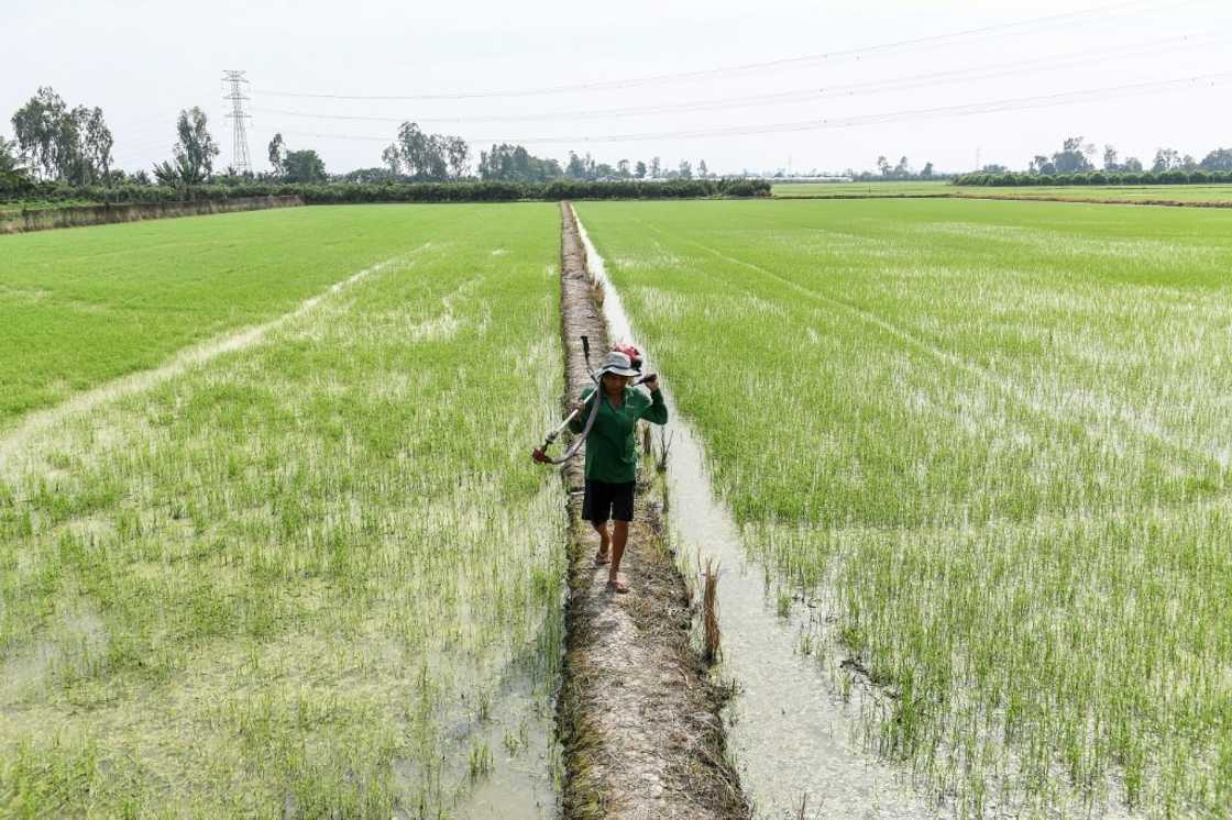 For now, India's restrictions are proving a boon for farmers in Thailand and Vietnam