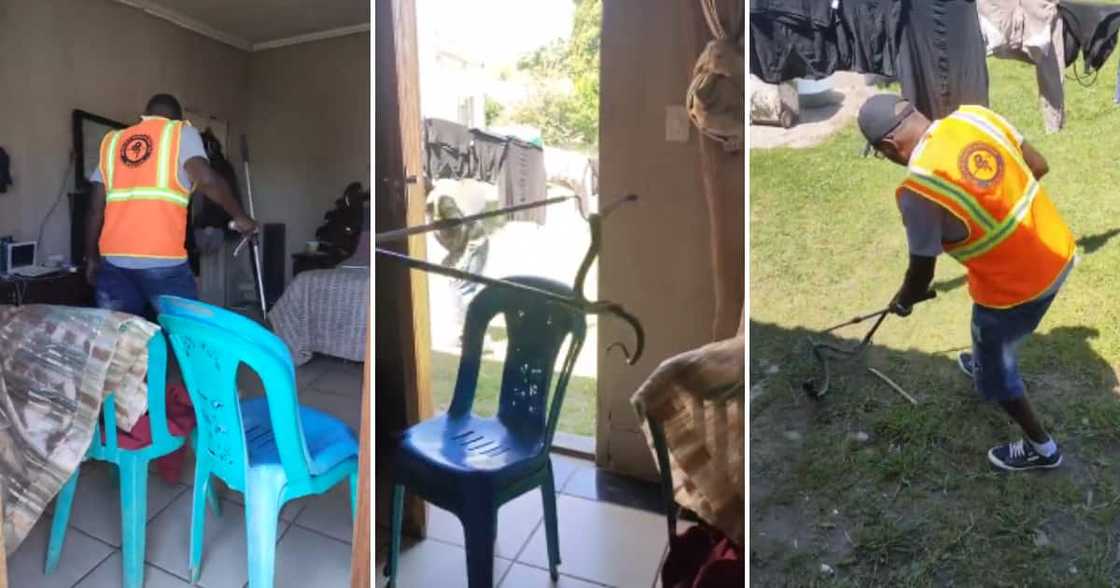 Snake video on Twitter Snake video on Twitter