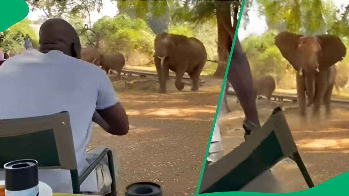 Tour guide saves tourists from elephant