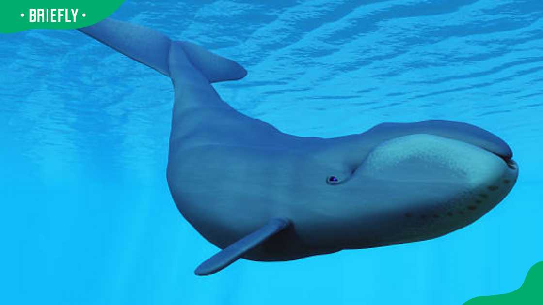 Bowhead whale Bowhead whale