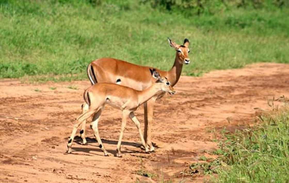 Impala Impala