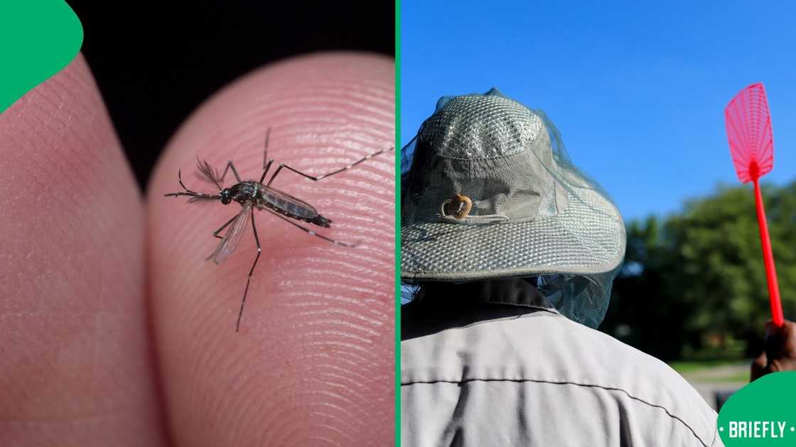 The Limpopo Department of Health cautioned residents to take precautions to avoid mosquito bites The Limpopo Department of Health cautioned residents to take precautions to avoid mosquito bites