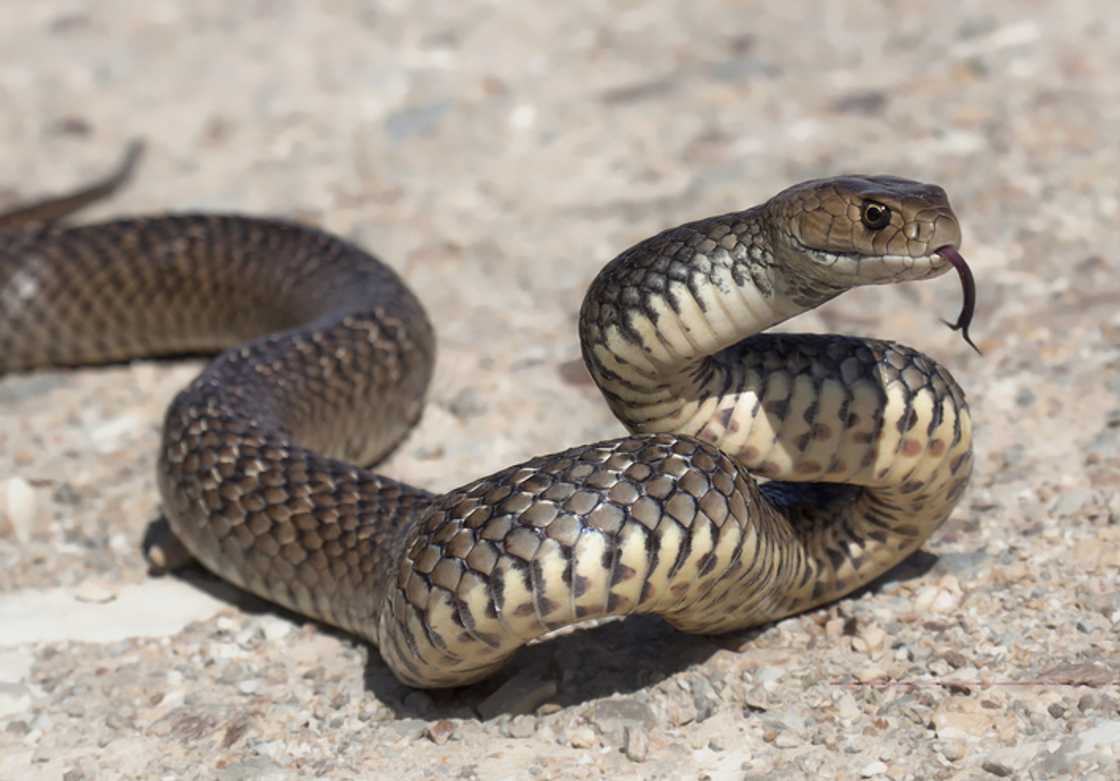 A lady was bitten by a snake in a video, and she struggled to free her hand from its grip.