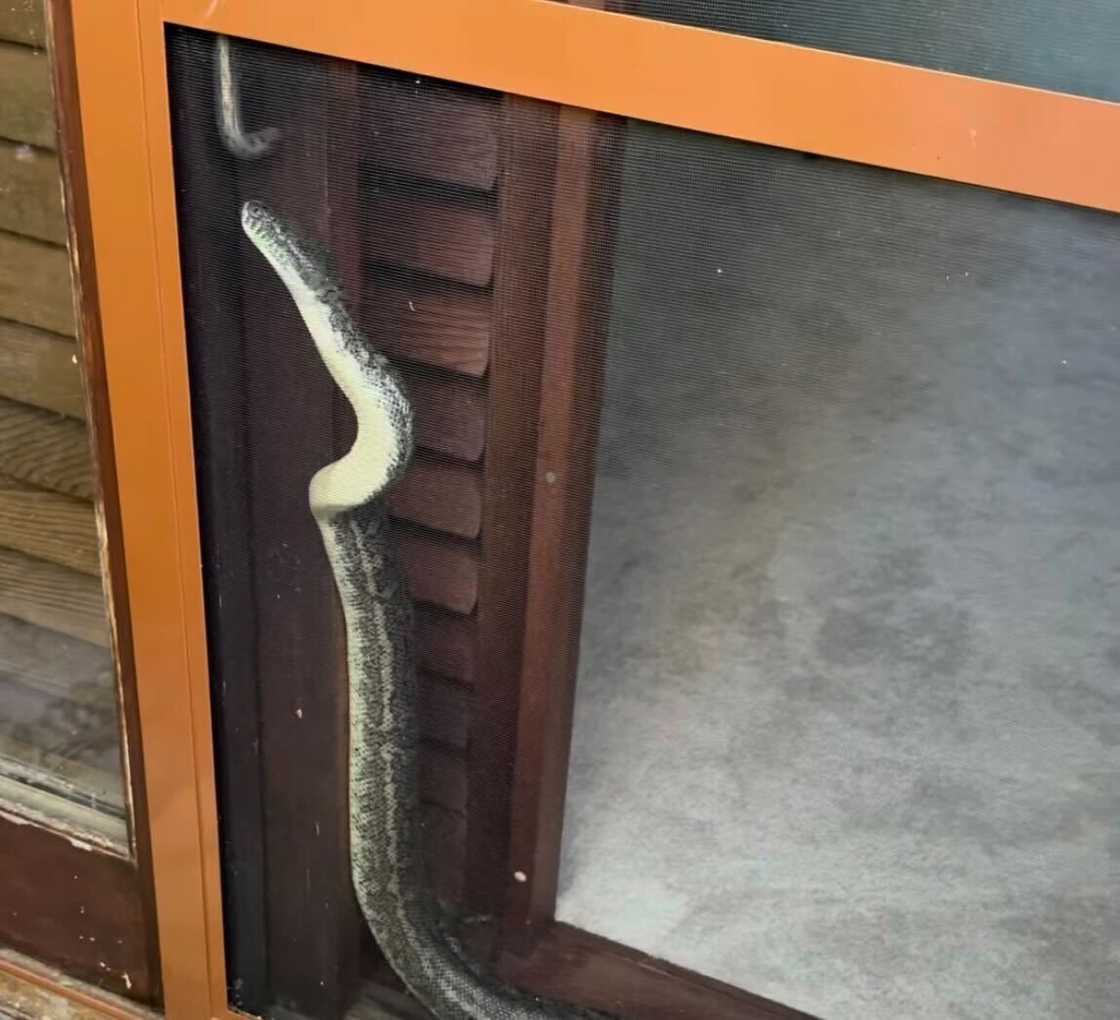 A massive Carpet Python discovered in a bedroom left South Africans in shock. A massive Carpet Python discovered in a bedroom left South Africans in shock.