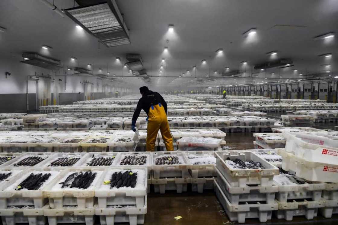 Hundreds of boxes of fresh-caught fish are lined up ready to be sold Hundreds of boxes of fresh-caught fish are lined up ready to be sold