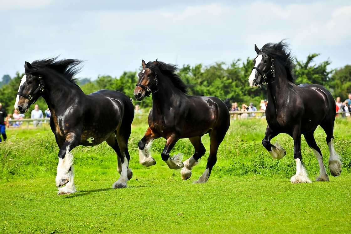 Real rare horses