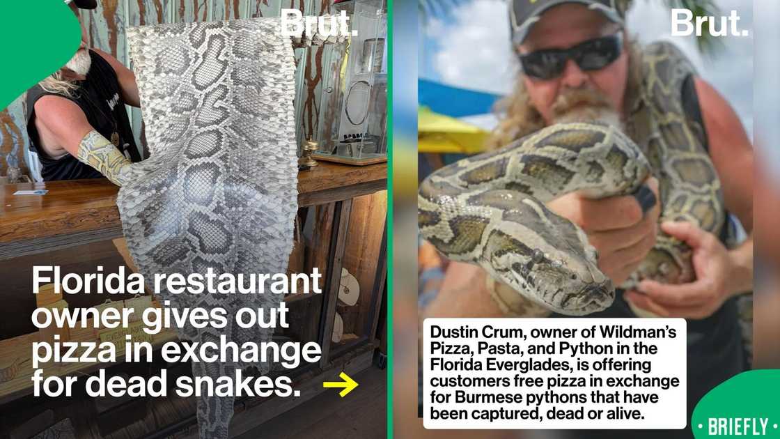 The visual on the right captured the restaurant owner holding a big snake