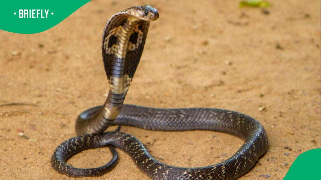 A cobra was found in a family's toilet, and the video left online users stunned.