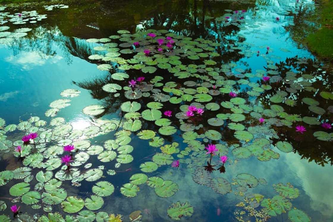What is the spiritual meaning of flowers? What is the spiritual meaning of flowers?