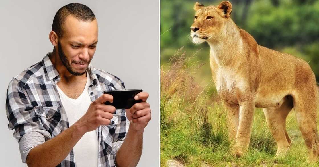 The death of a lioness sparked anger The death of a lioness sparked anger