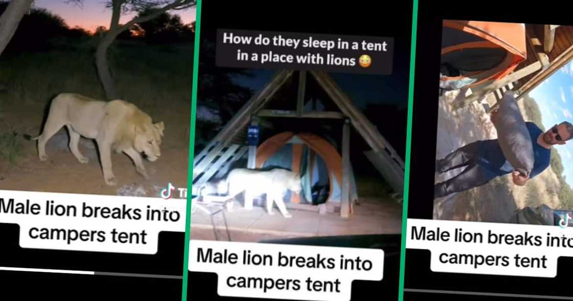 Lion comes into campsite, eats men's stuff Lion comes into campsite, eats men's stuff