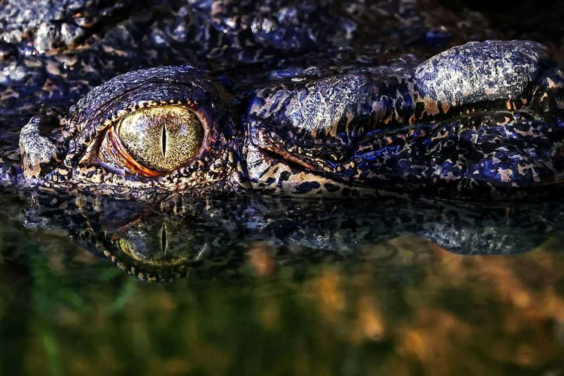 The crocodile farming industry has been estimated to be worth over Aus$100 million The crocodile farming industry has been estimated to be worth over Aus$100 million