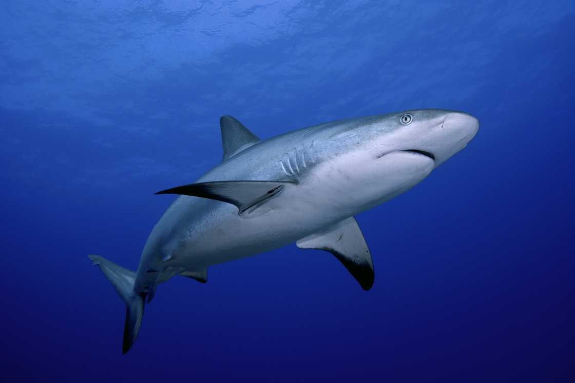 Sharks react to erratic movements