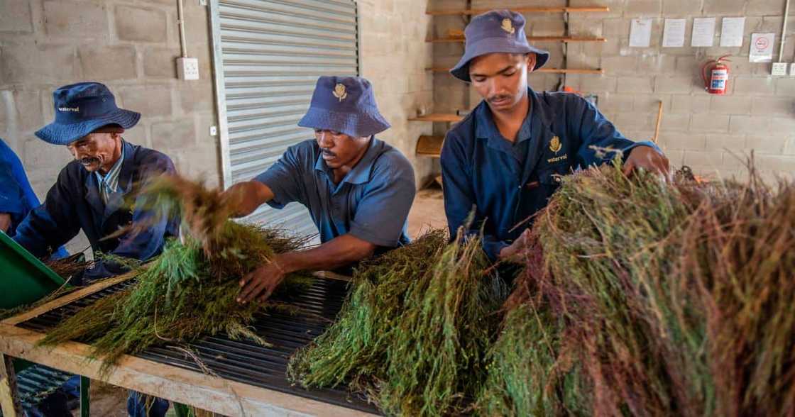 Khoi, San, communities, R12 million, pay out, South Africa, rooibos industry, benefit-sharing agreement Khoi, San, communities, R12 million, pay out, South Africa, rooibos industry, benefit-sharing agreement