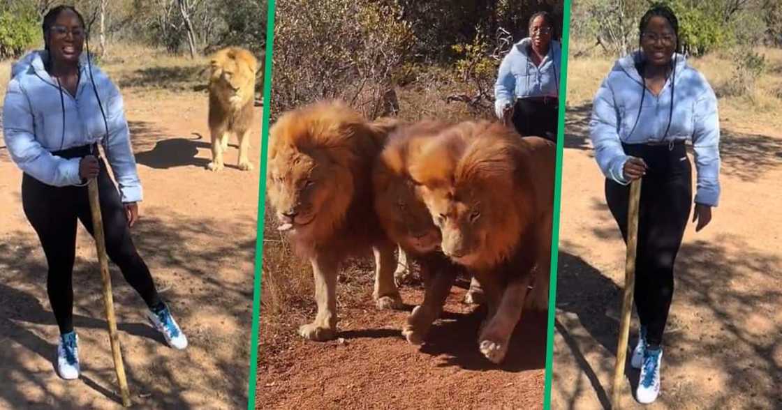 TikTok video of lion walk at North West game reserve TikTok video of lion walk at North West game reserve