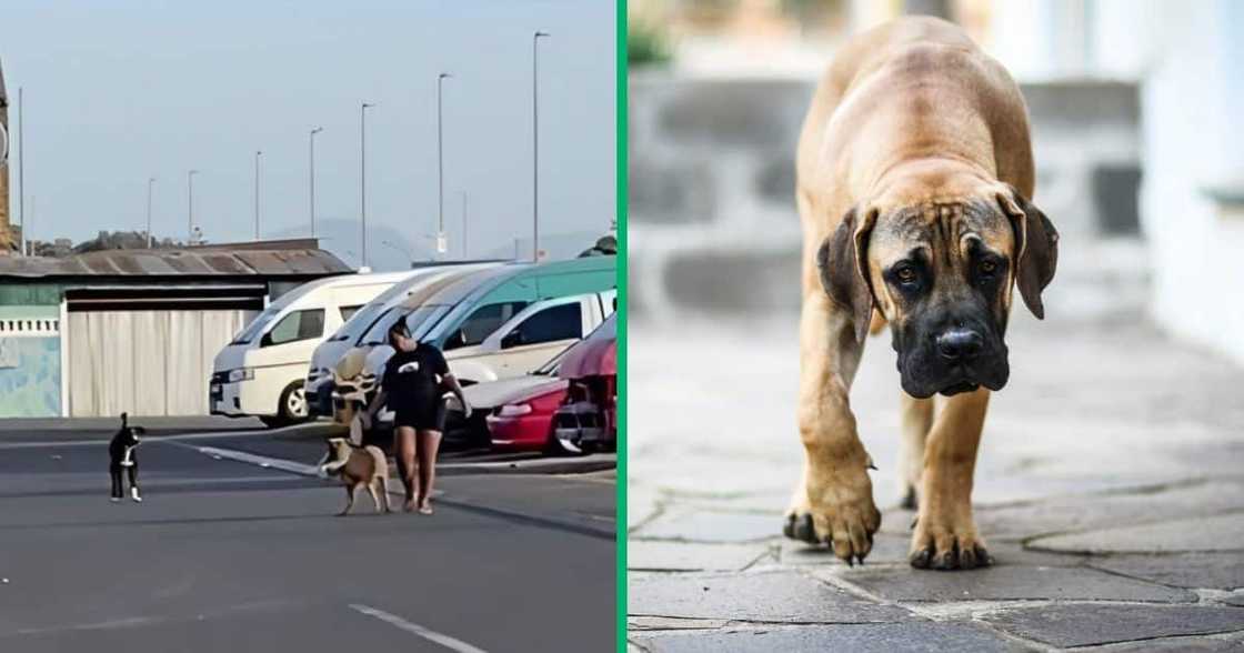 TikTok video shows strict dog mom TikTok video shows strict dog mom