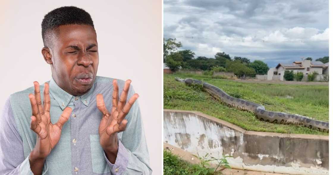 Anaconda sighting Brazil in viral TikTok video Anaconda sighting Brazil in viral TikTok video