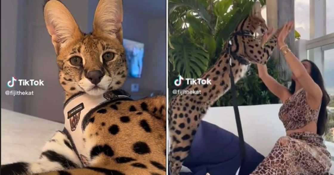 Fiji the cat Fiji the cat