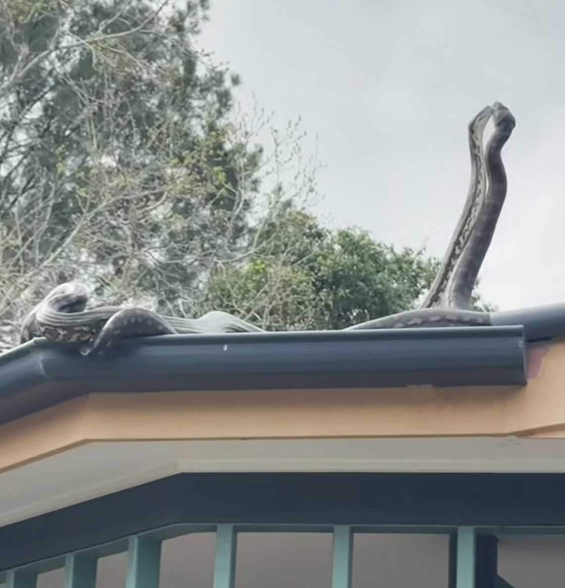 A video showcased two male snakes engaged in a dramatic rooftop fight. A video showcased two male snakes engaged in a dramatic rooftop fight.