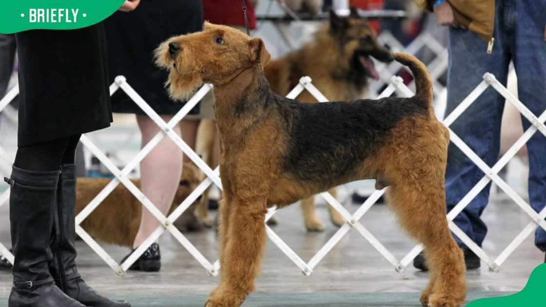 An Airedale Terrier at the 2018 Michigan Winter Dog Classic Show An Airedale Terrier at the 2018 Michigan Winter Dog Classic Show