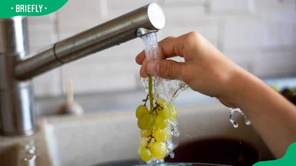 A child washing a bunch of green ripe grapes under running tap water A child washing a bunch of green ripe grapes under running tap water
