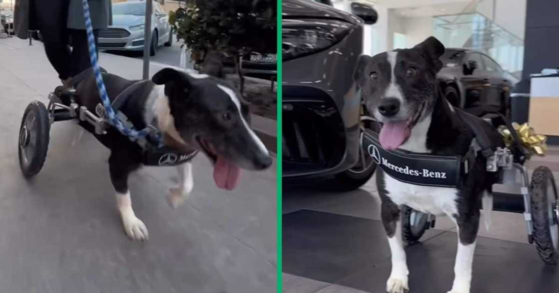 Mercedes Benz helps legless dog