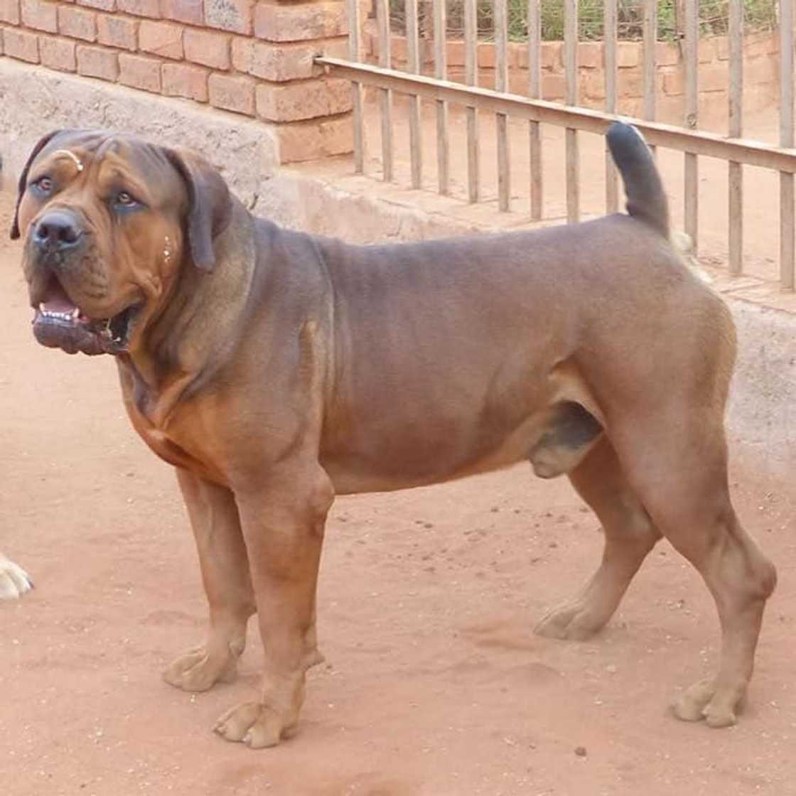 Boerboel Boerboel