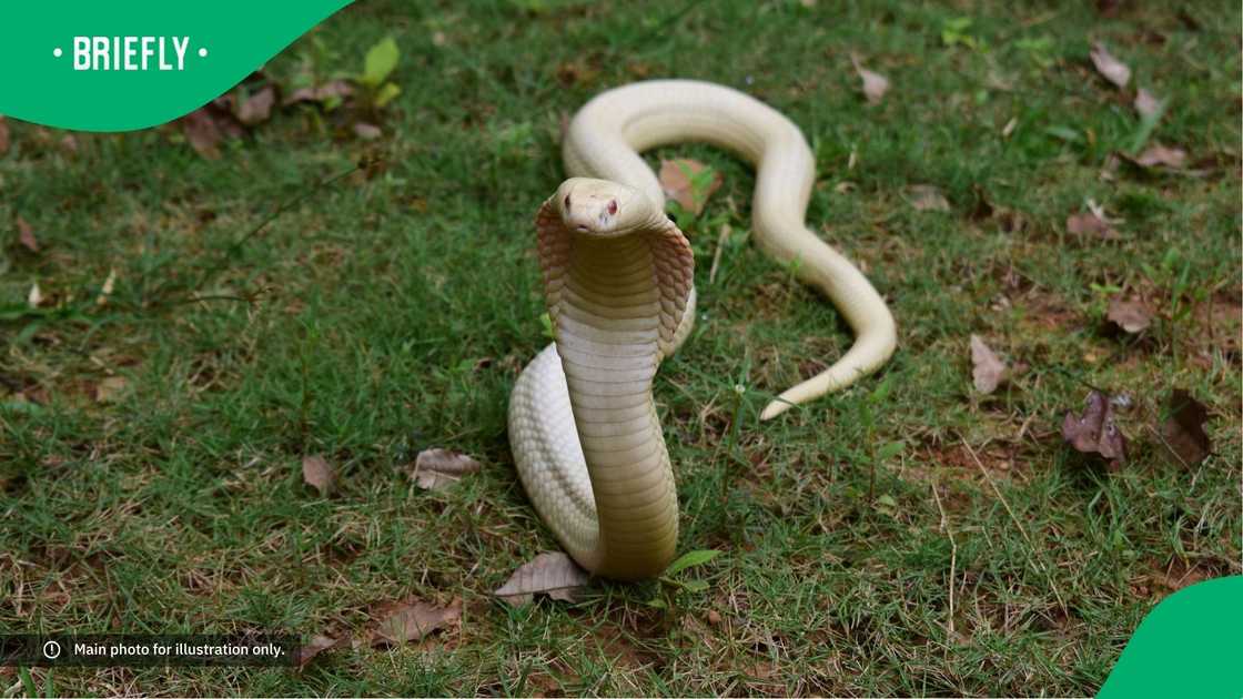 A cobra in the garden. A cobra in the garden.