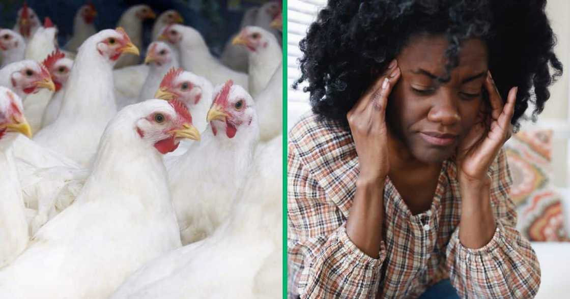 Chicken prices are set to go up, stressing South African Chicken prices are set to go up, stressing South African