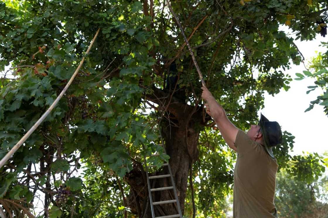 Theophanis Christou, 20, and his grandfather Christos Charalambous, 79, (up the tree) harvest carob from a tree in Cyprus's southern village of Asgata