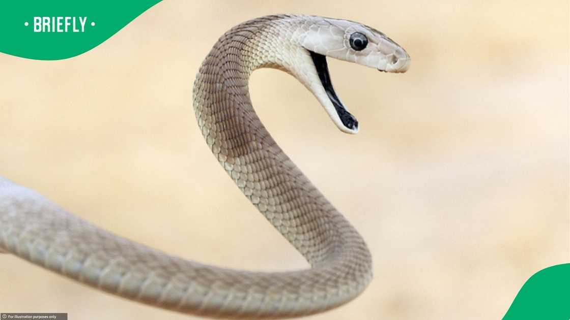 A black mamba showed off its climbing ability
