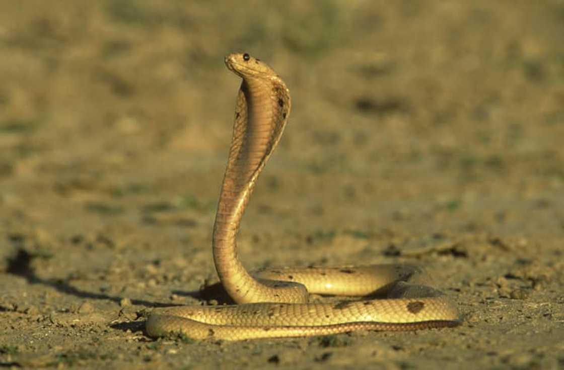 Yellow cobra Yellow cobra