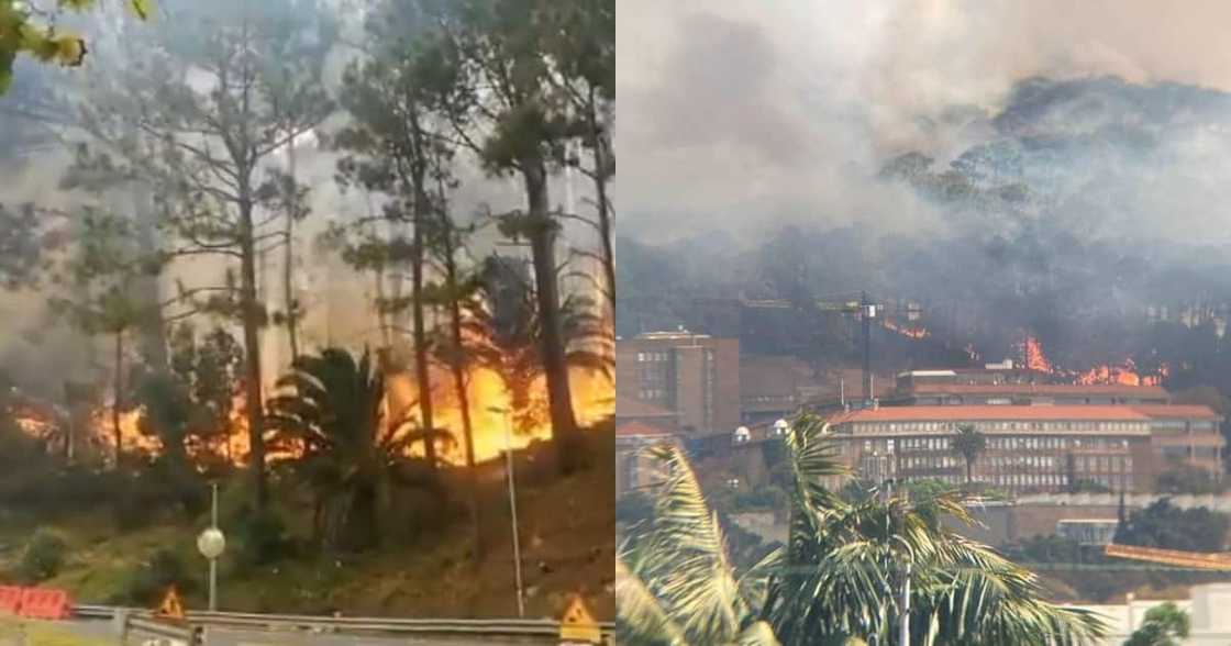 Table Mountain: Fire rages forcing roads to close and Cape Town under threat