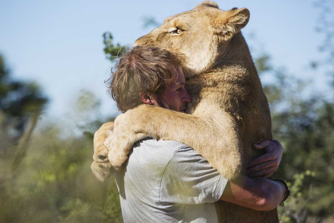 A man was tackled by an excited lion in a video that stunned many people online.