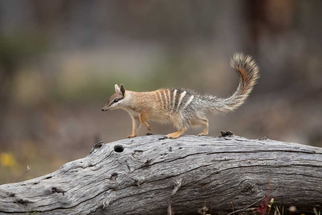 Numbat on a tree trunk Numbat on a tree trunk