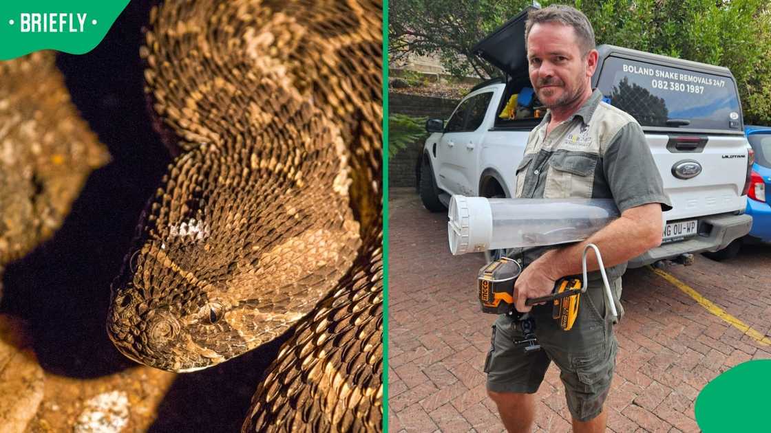 A puff adder and a snake handler. A puff adder and a snake handler.