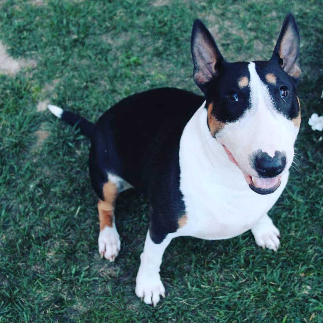 dog breeds dog breeds