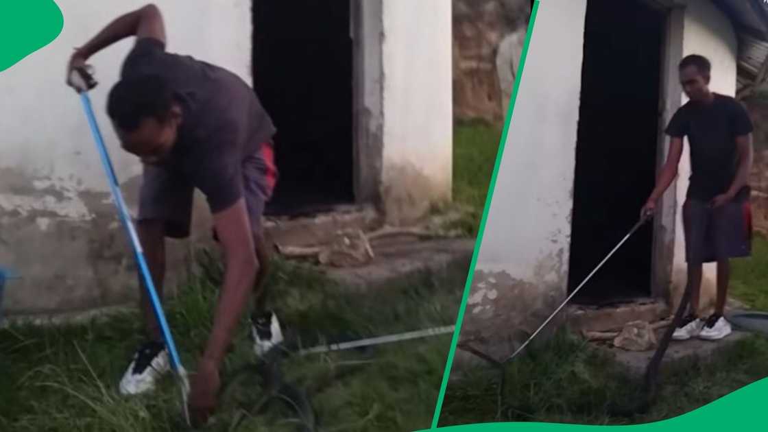 Snake catcher removes black mamba Snake catcher removes black mamba
