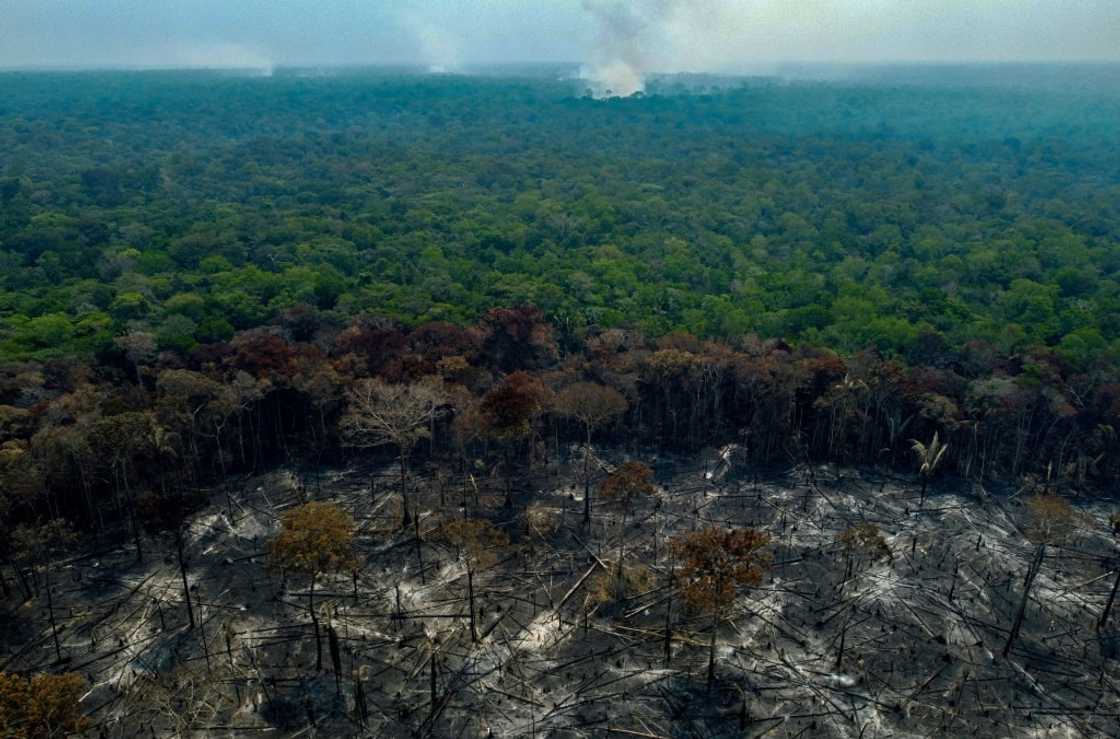 Burnt trees are seen after illegal fires were lit by farmers in Manaquiri, Amazonas state in September 2023 Burnt trees are seen after illegal fires were lit by farmers in Manaquiri, Amazonas state in September 2023