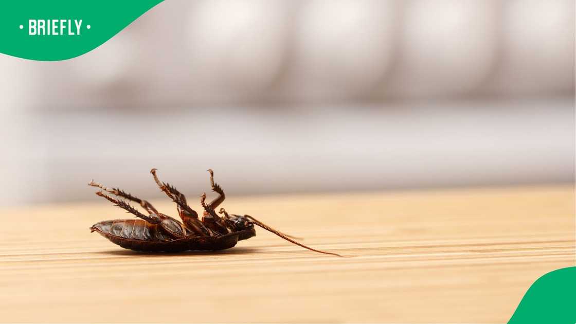 A dead cockroach in the kitchen. A dead cockroach in the kitchen.