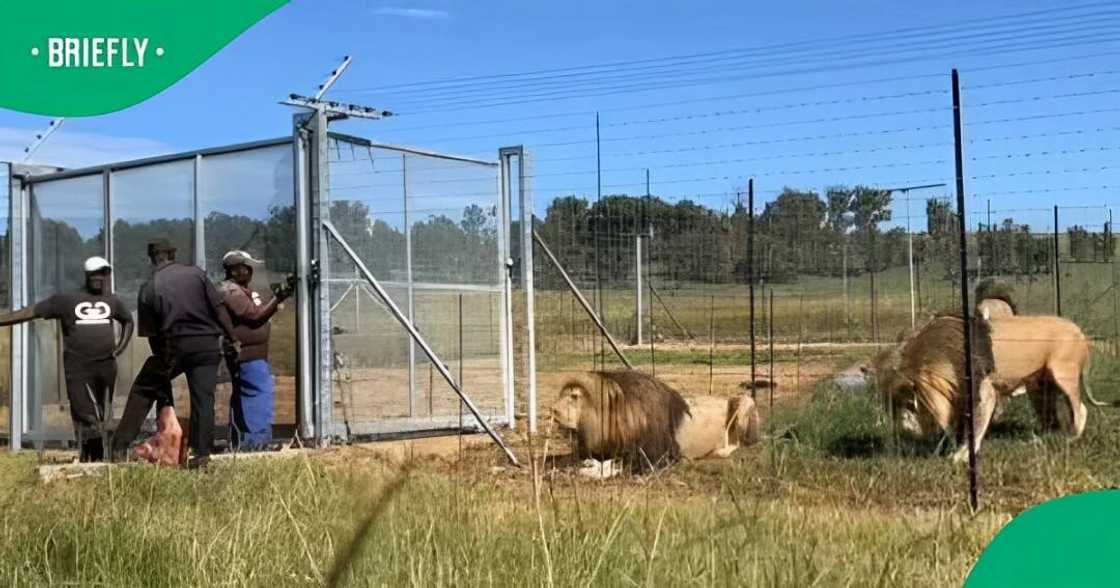 A TikTok video shows a group of men feeding lions. A TikTok video shows a group of men feeding lions.
