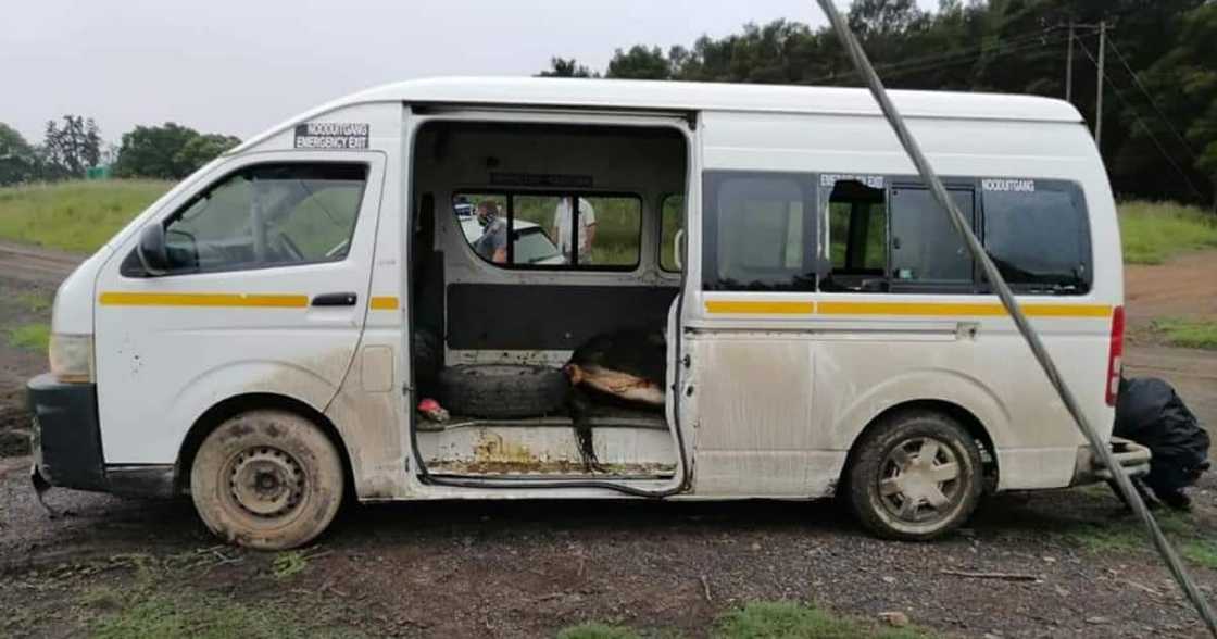 Haibo: Stock thieves throw cows at cops during high-speed pursuit Haibo: Stock thieves throw cows at cops during high-speed pursuit