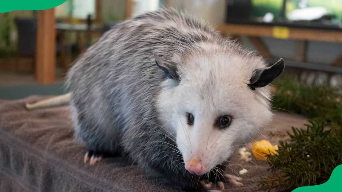 Virginia opossum