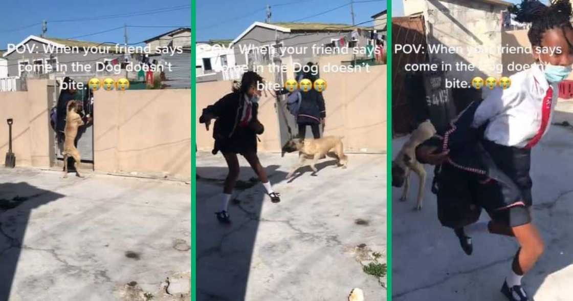 A school girl runs from dog because she fears it might bite her. A school girl runs from dog because she fears it might bite her.