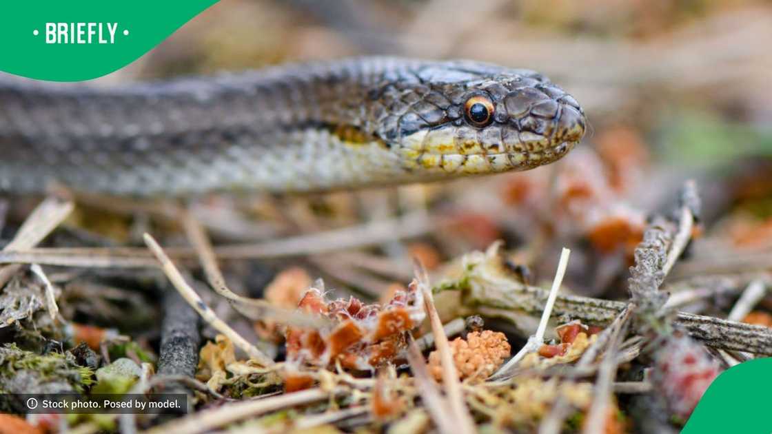 Family in Bali startled by snake