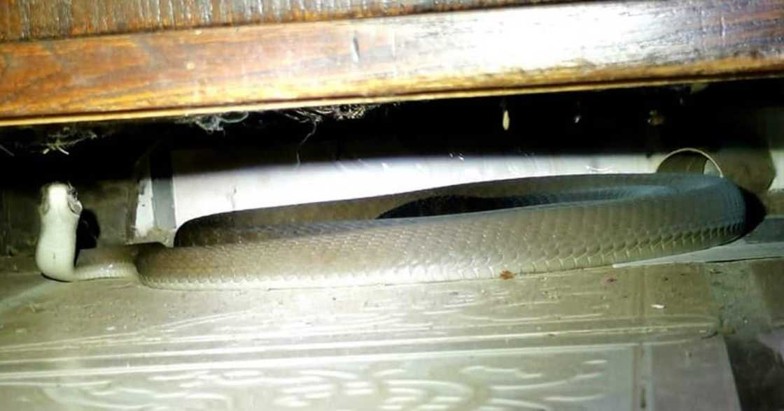 Nick Evans, comes to rescue, woman, hissing black mamba, Durban, dangerous snake, snake rescuer, serpent Nick Evans, comes to rescue, woman, hissing black mamba, Durban, dangerous snake, snake rescuer, serpent